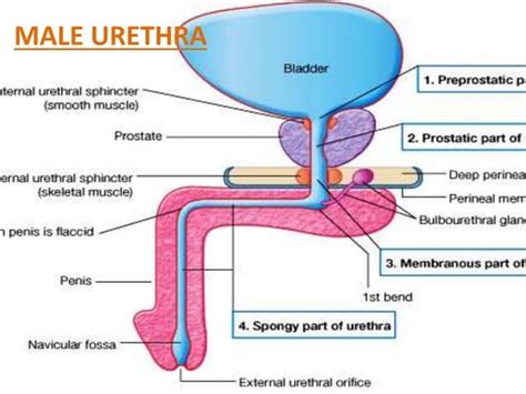 méat urétral|Male urethra: Anatomy and function